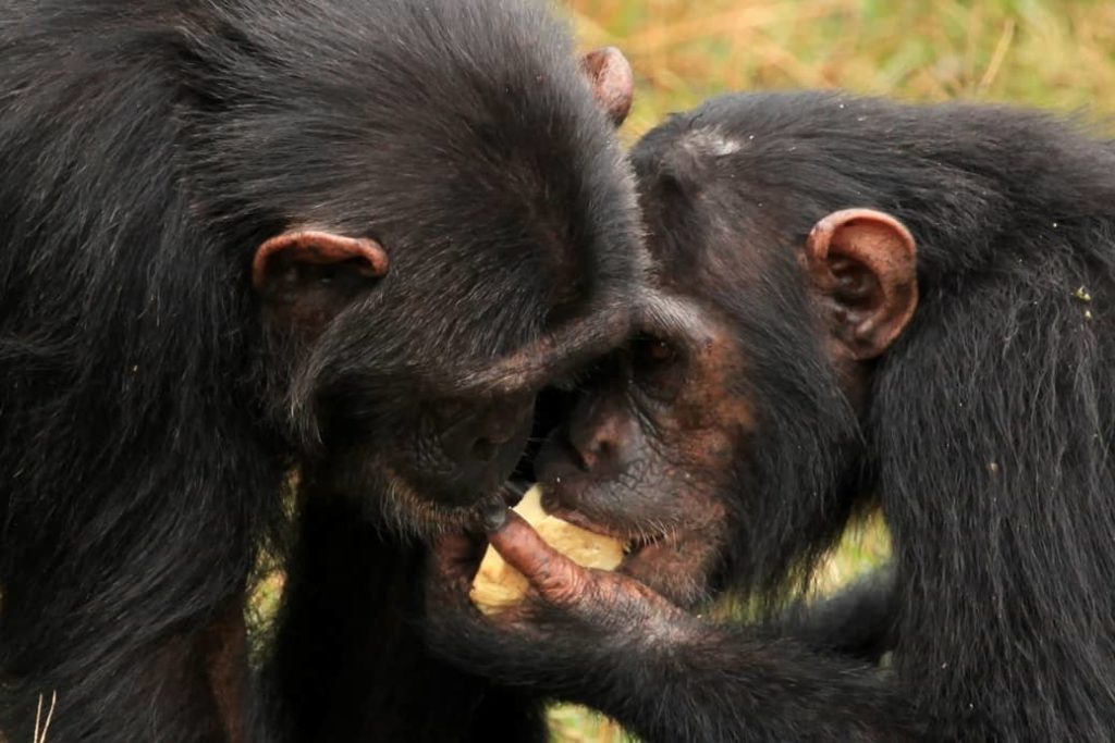Inteligencia animal chimpancé 