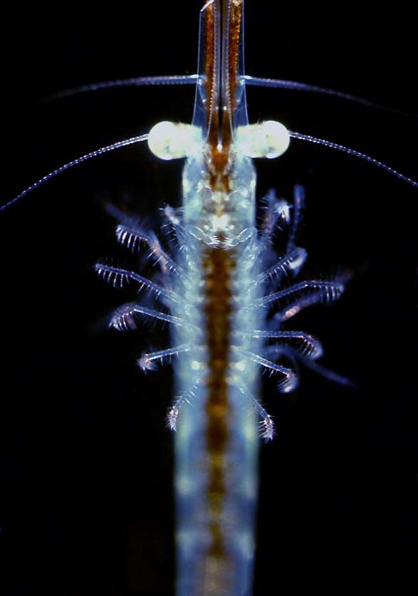 Microscopio de campo oscuro