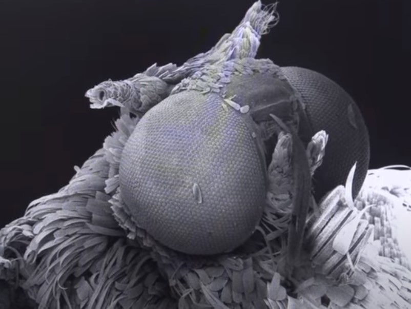 Microscopio electrónico de barrido