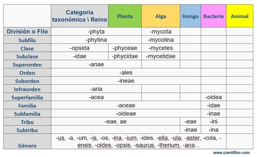 Nomenclatura por categorias taxonomicas