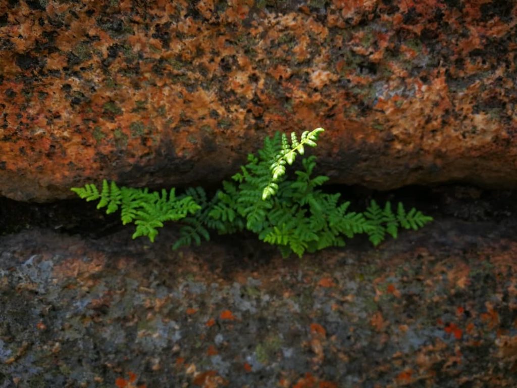 la resiliencia cientifiko.com