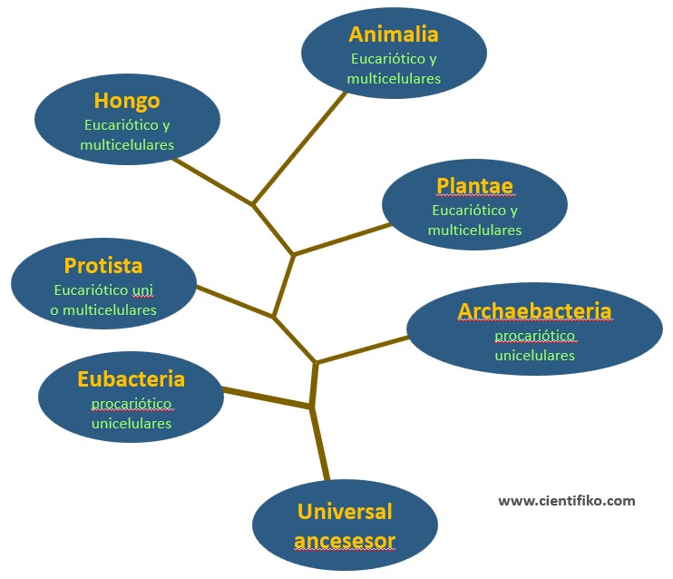 sistemas de clasificacion taxonomicas