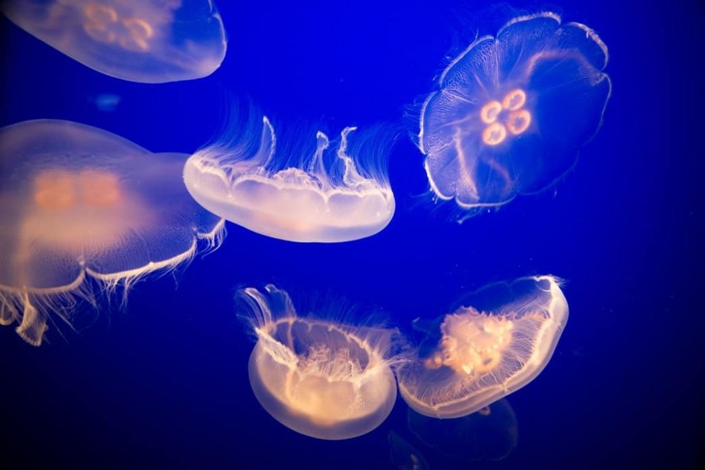 Seres vivos bajo el mar cientifiko