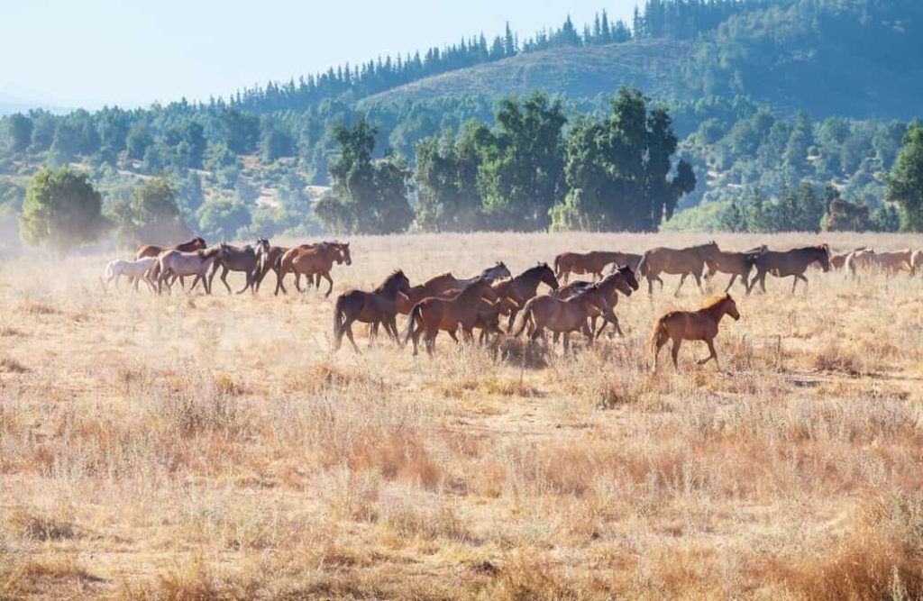 animales en la tierra cientifiko.com