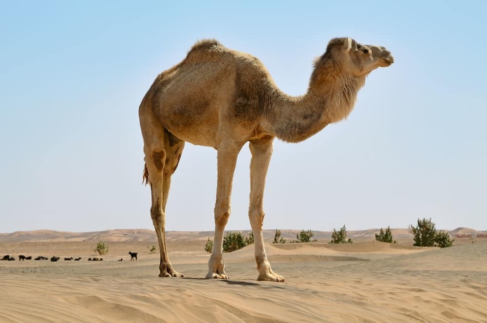 animales en los desiertos