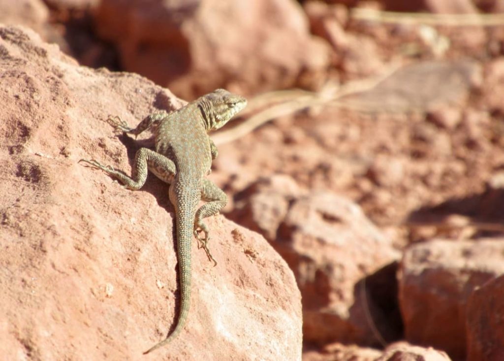 animales en los desiertos