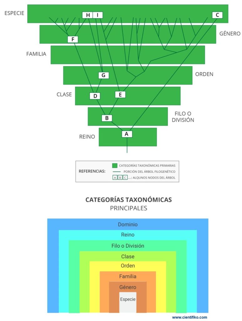 Categoria taxonomica cientifiko.com