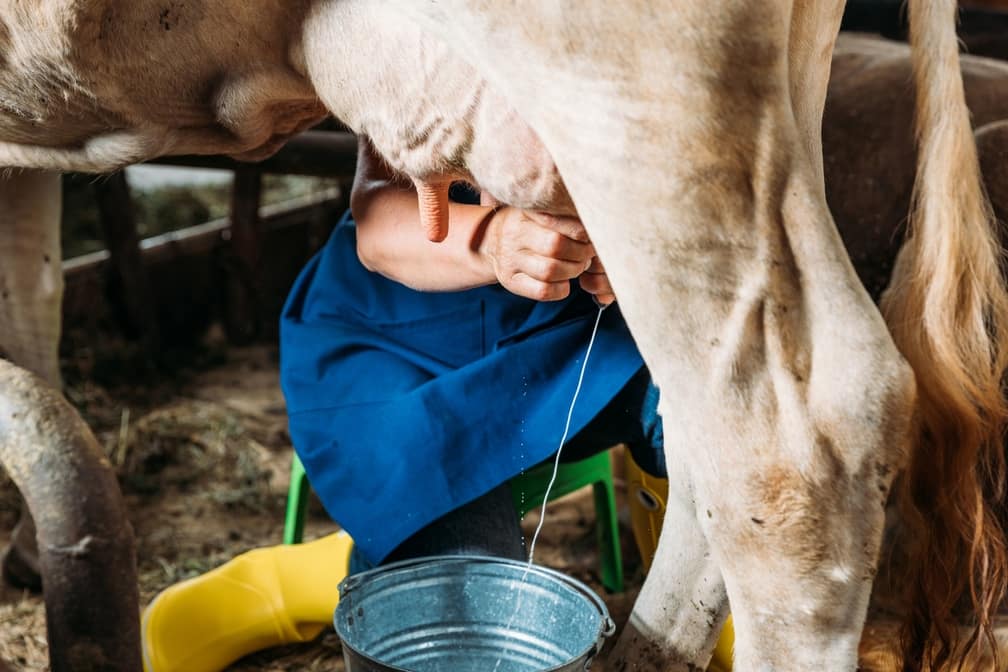 ordenando una vaca pasteurizacion de leche