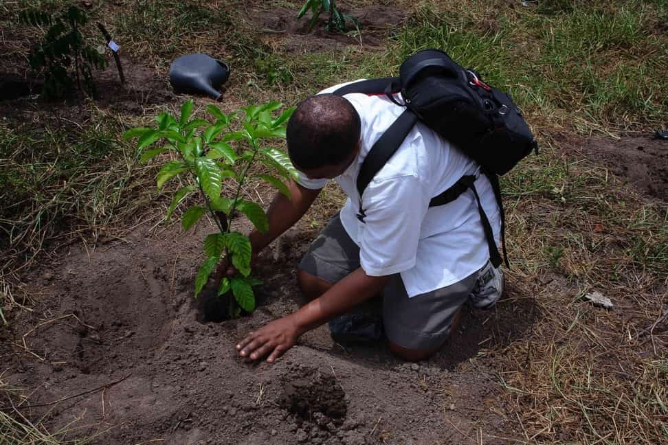 reforestación del planeta tierra