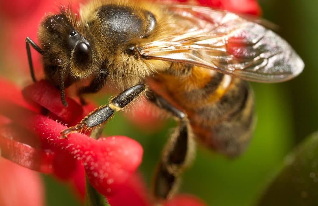 Las abejas: amigas del hombre