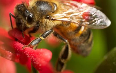 Las abejas: amigas del hombre