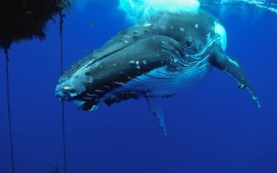 La Ballena: el mamífero más grande de la tierra