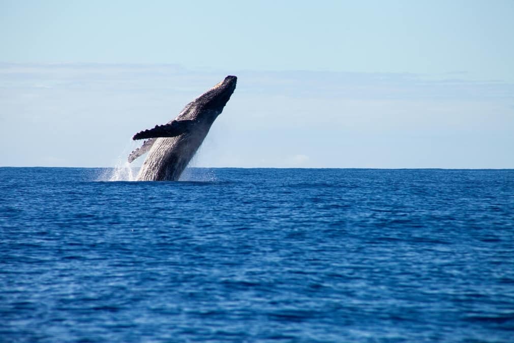 Ballenas