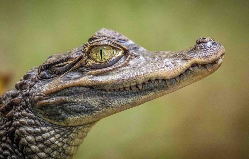 Caimanes: unos aligátores muy familiares