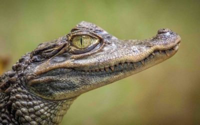 Caimanes: unos aligátores muy familiares