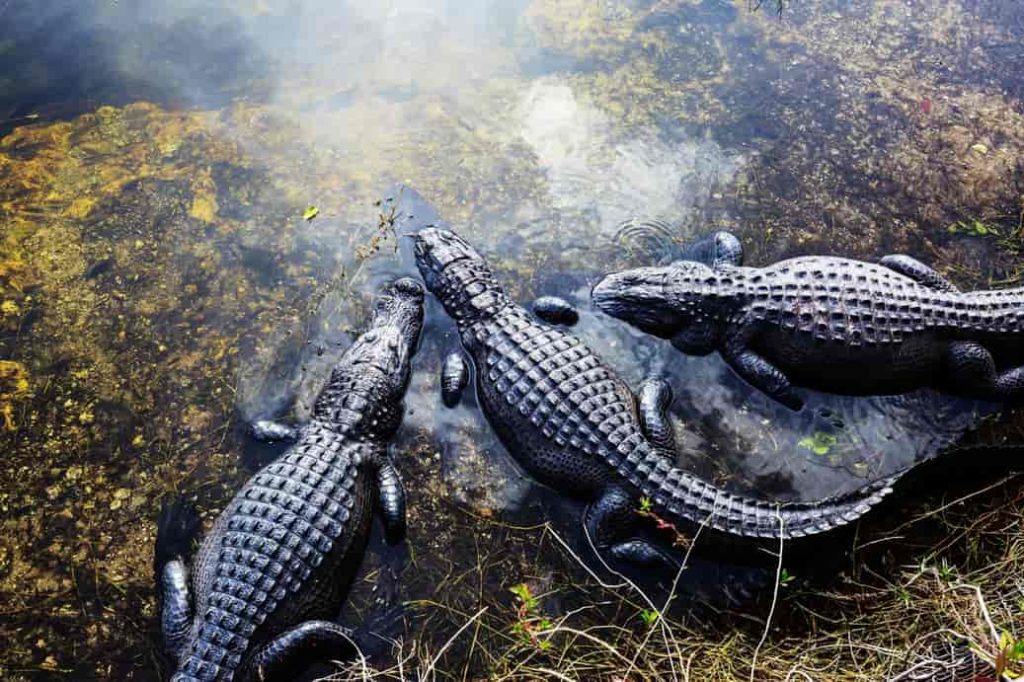 Anatomía y comportamientos de los cocodrilos