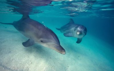 ¿Por qué los delfines son tan astutos?