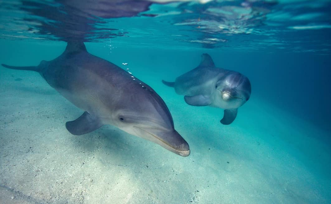 Delfines