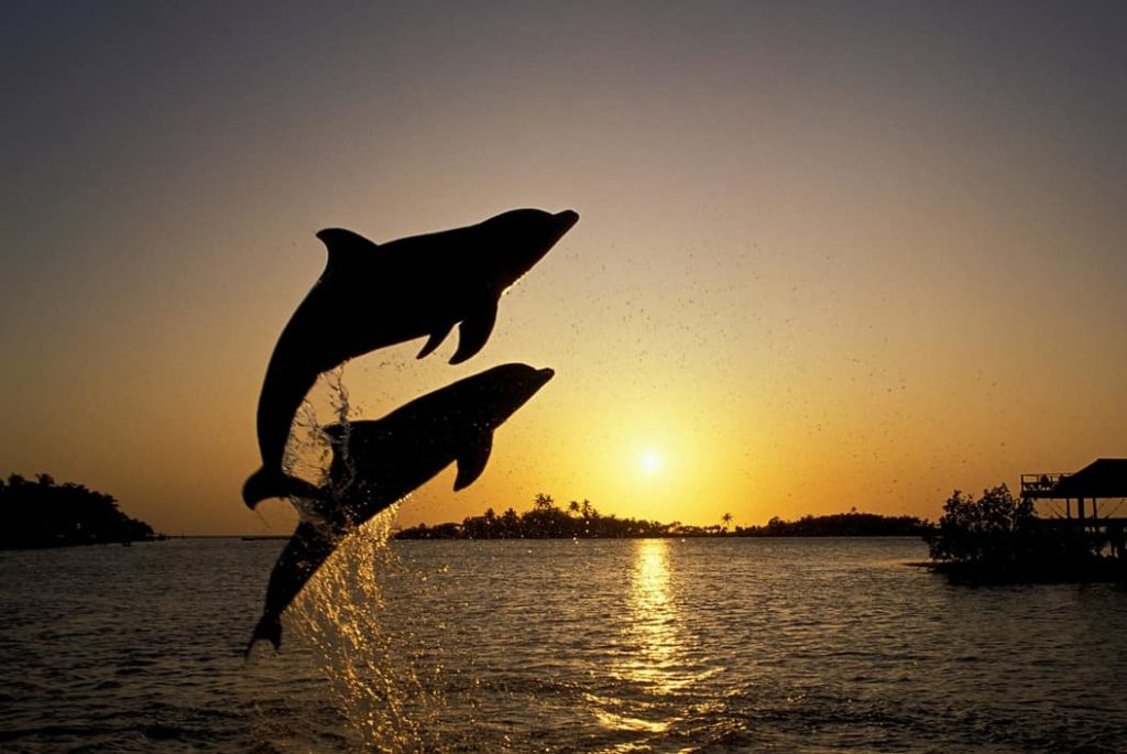 Delfines