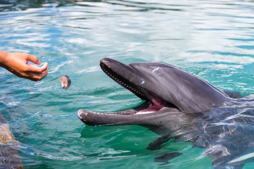 Delfines