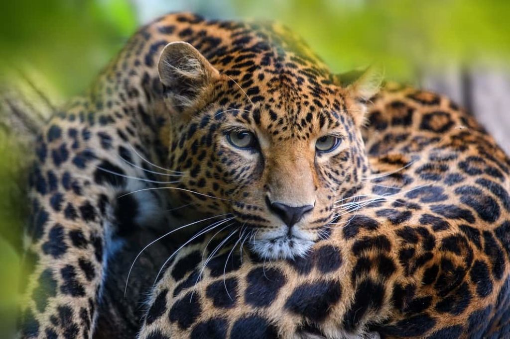 Felinos jaguar
