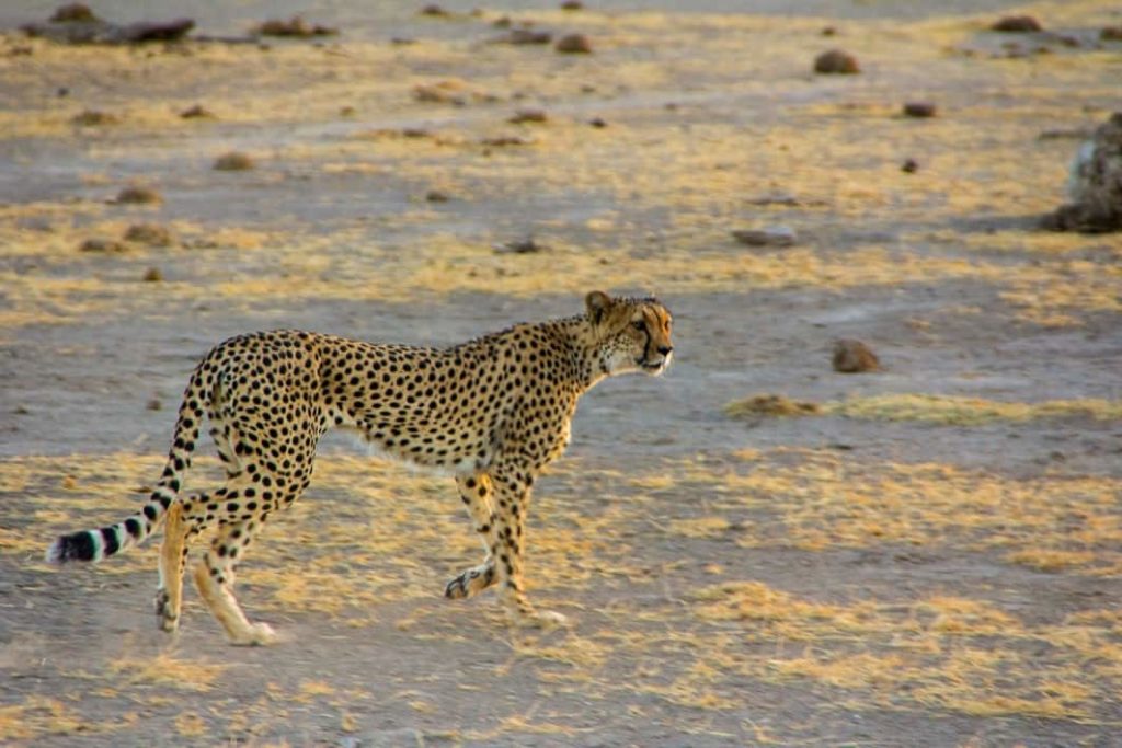 Felinos Leopardo