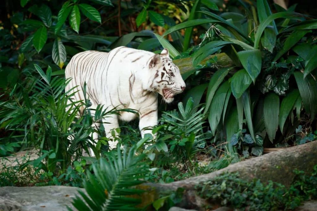 Felinos tigre blanco