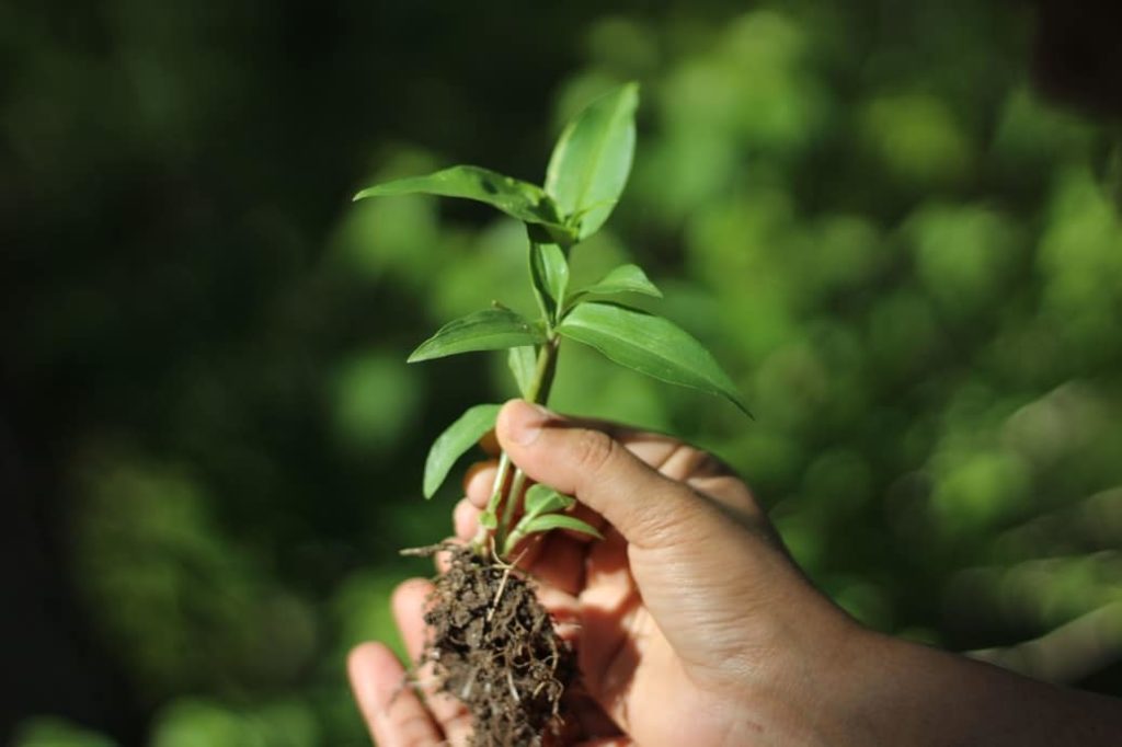 Las plantas sienten