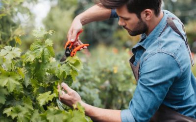 ¿Las plantas sienten? ¿Existe el sentimiento vegetal?