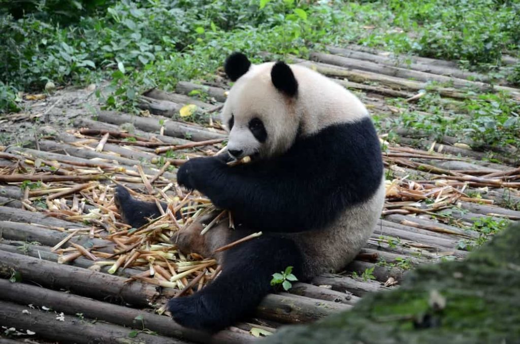 Oso Panda