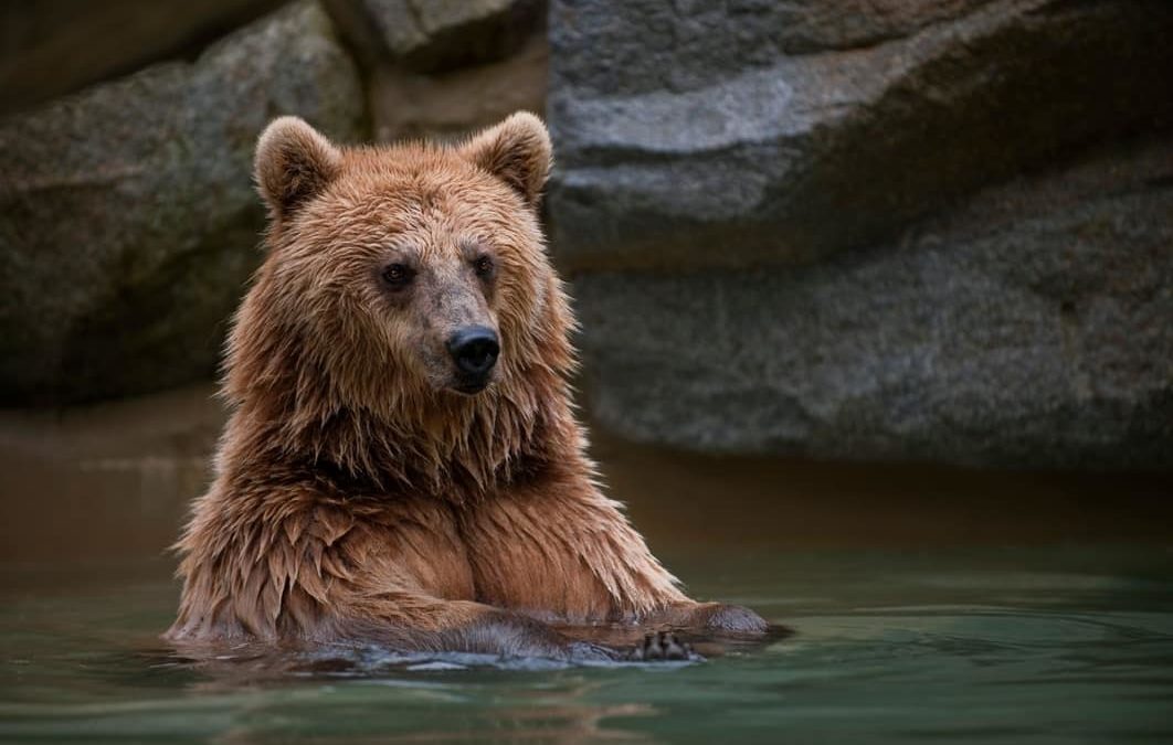 Un grandioso mundo de osos