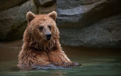 Un grandioso mundo de osos