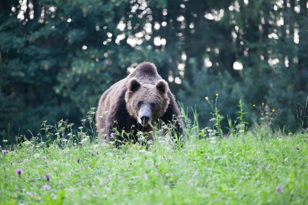 Oso marron