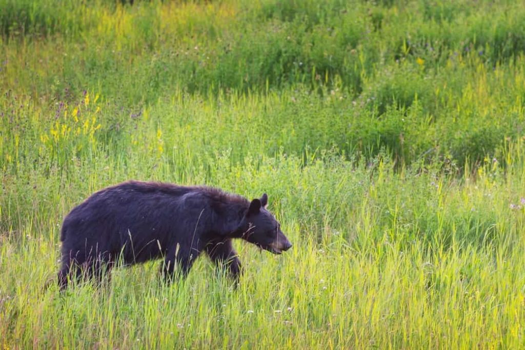 Oso negro