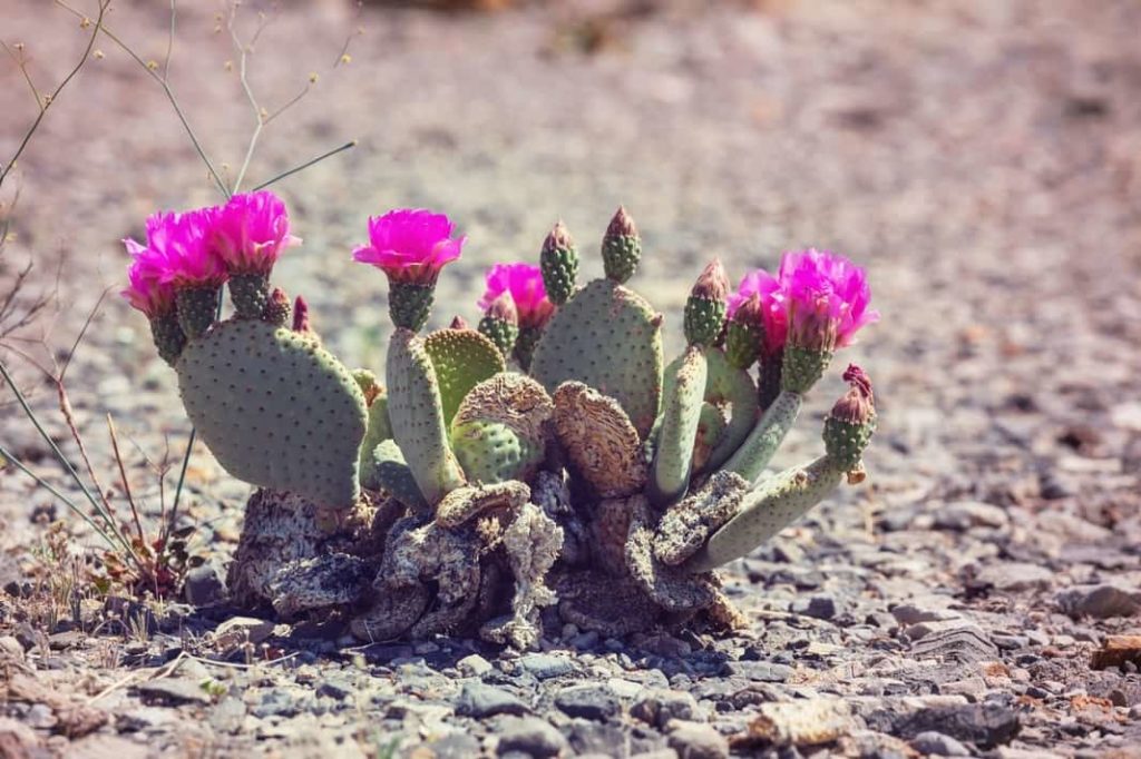 Plantas del desierto