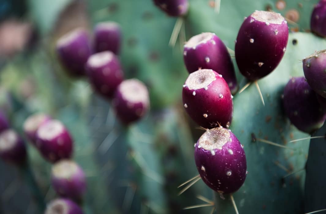 Plantas del desierto cientifiko