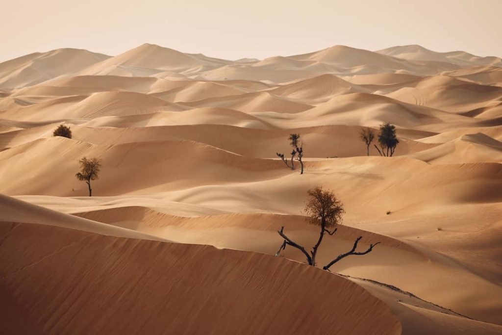 Plantas del desierto