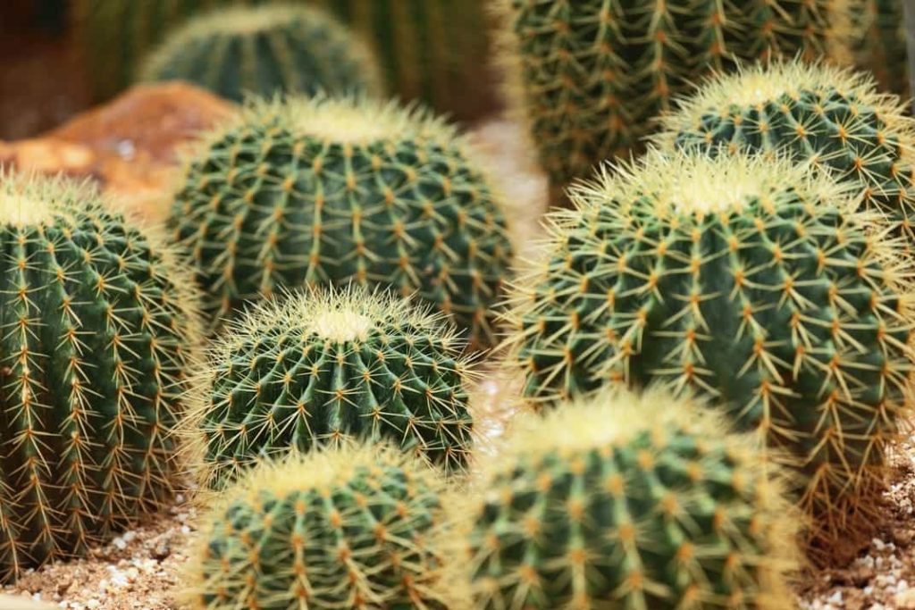 Plantas del desierto cientifiko