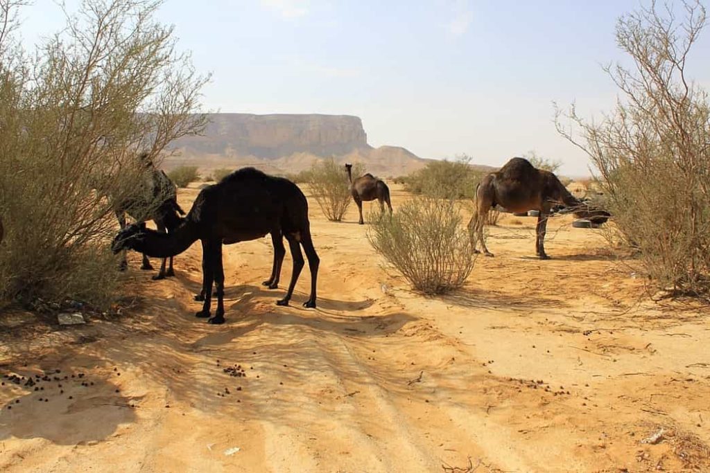 Plantas del desierto