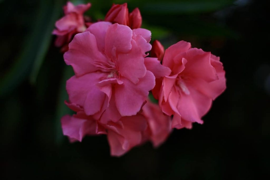 Plantas venenosas