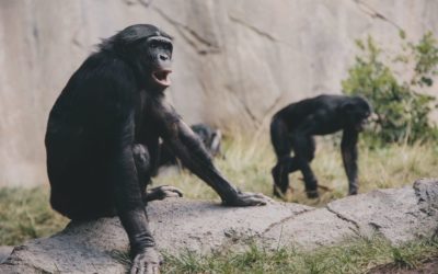Todo lo que deberías saber sobre los primates