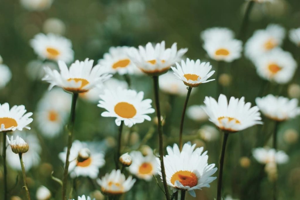 Tipos de flores