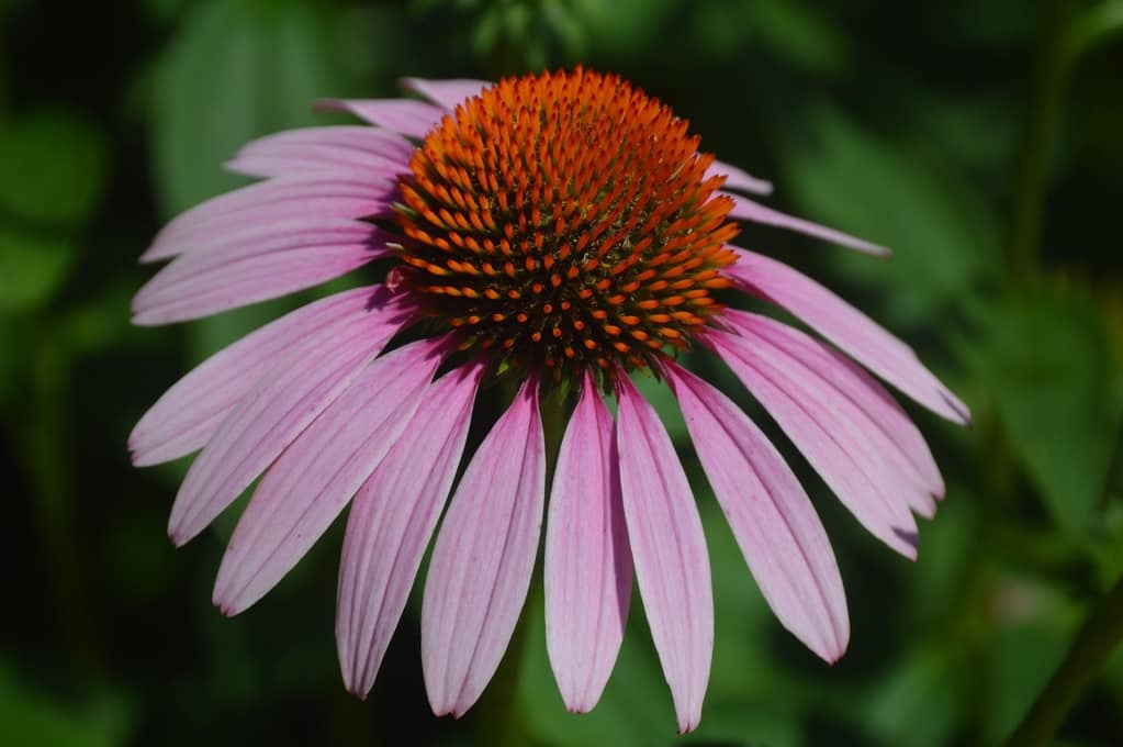 Tipos de flores