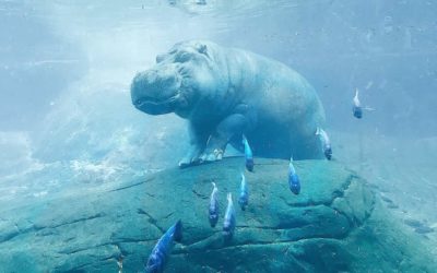 Todo lo que debes saber sobre el hipopótamo, y un poco más