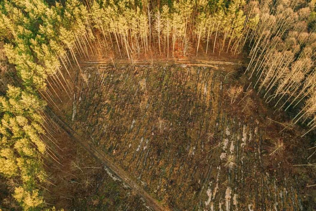 mundo contaminado deforestacion