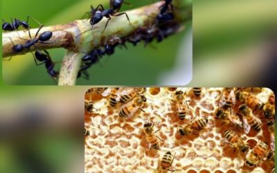 La Trofalaxis, una vía de comunicación en los insectos