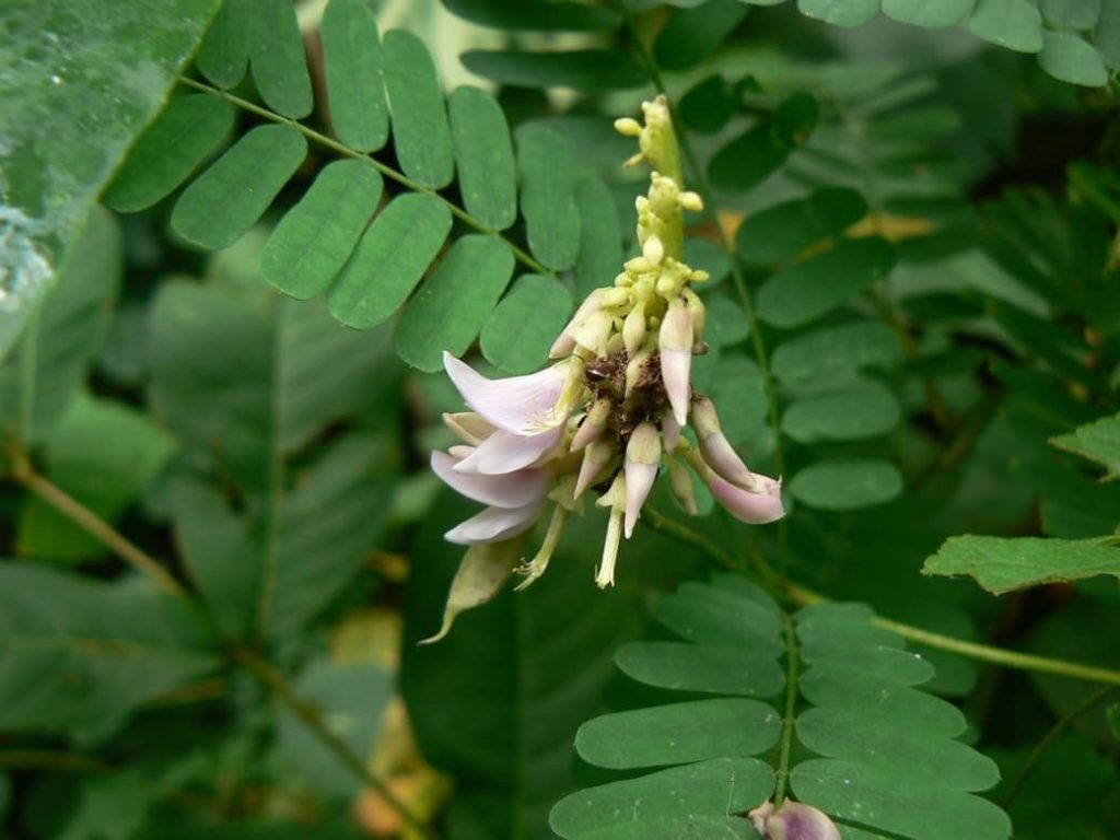 Abrus precatorius flores más peligrosas