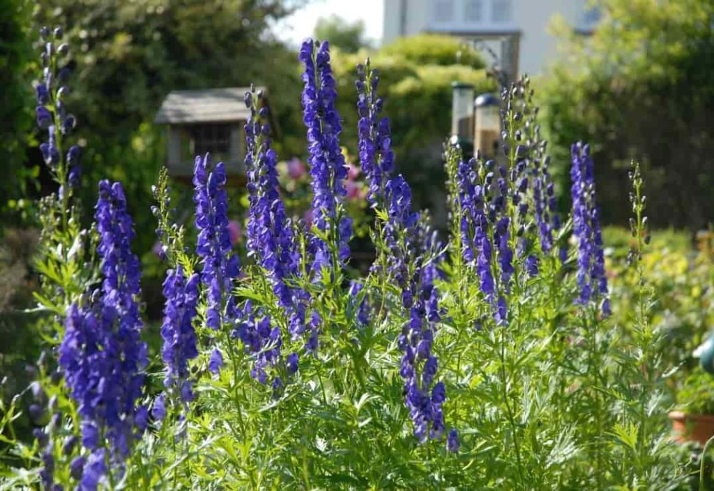 Aconitum napellus Flores más peligrosas