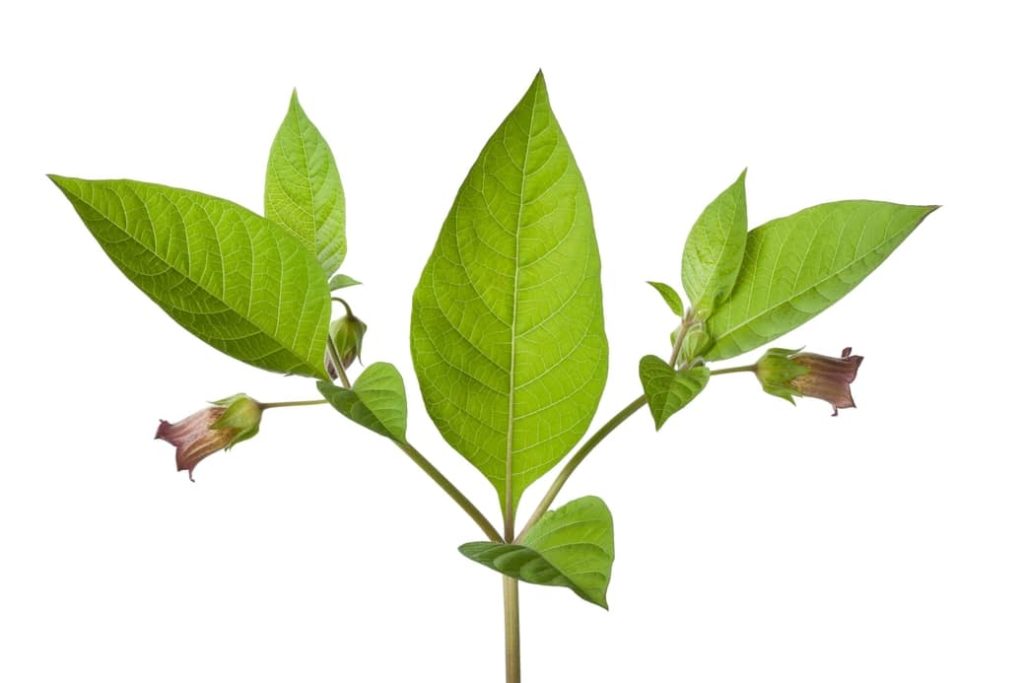 Atropa belladonna Flores más peligrosas