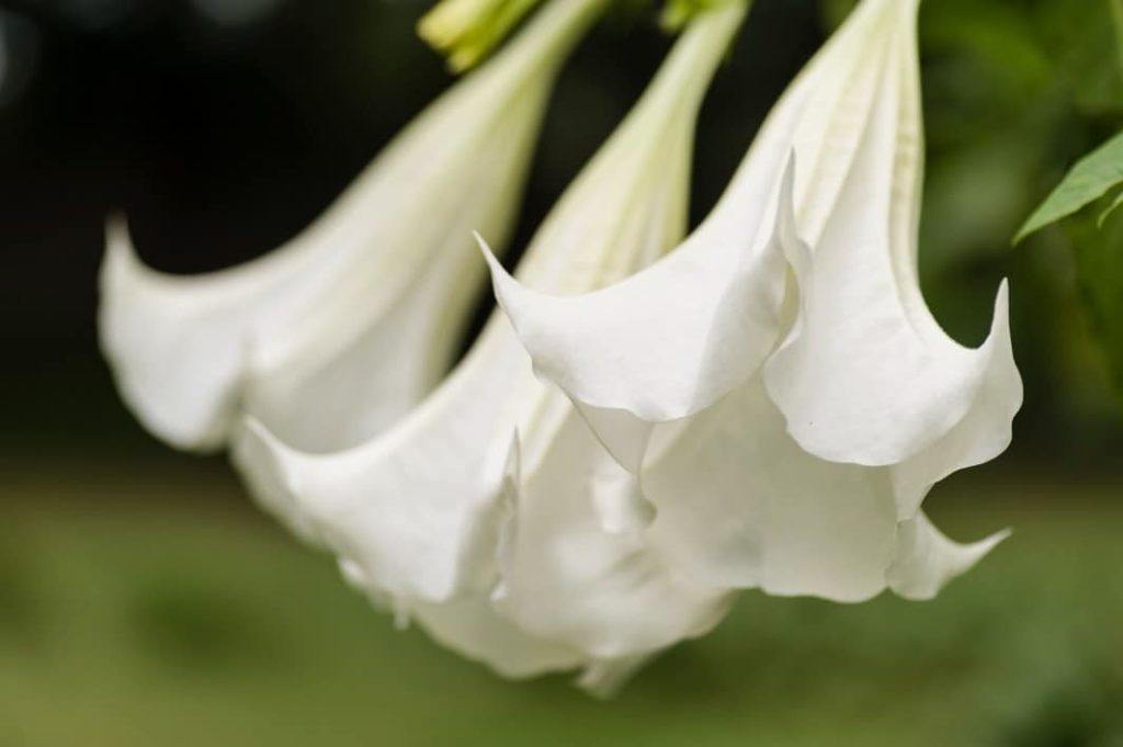 Brugmansia arbórea Flores más peligrosas